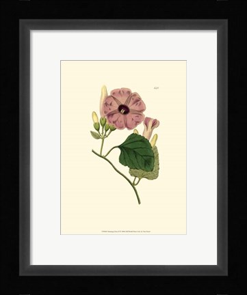 Framed Morning Glory II Print