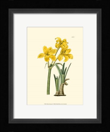 Framed Yellow Narcissus I Print
