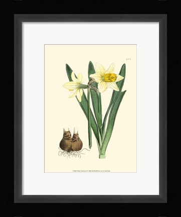 Framed Yellow Narcissus II Print
