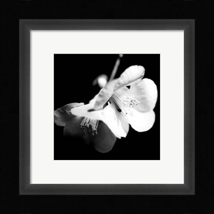 Framed Quince Blossoms I Print