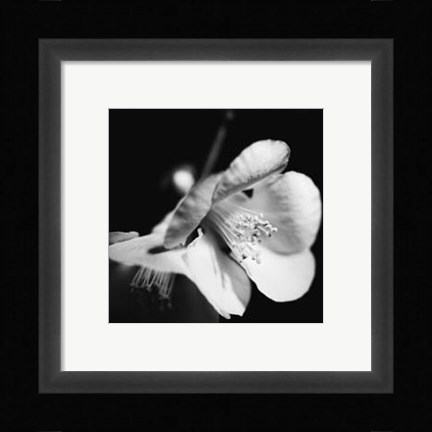 Framed Quince Blossoms II Print