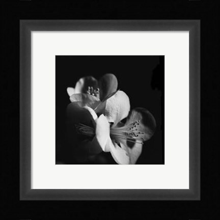 Framed Quince Blossoms III Print