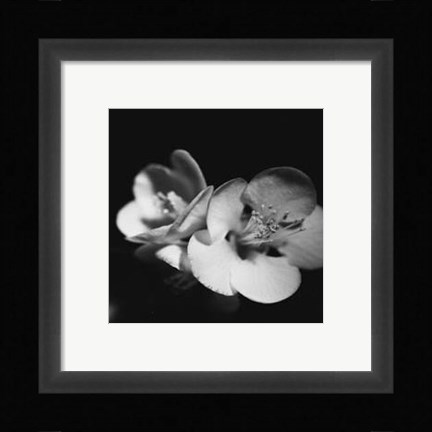 Framed Quince Blossoms IV Print