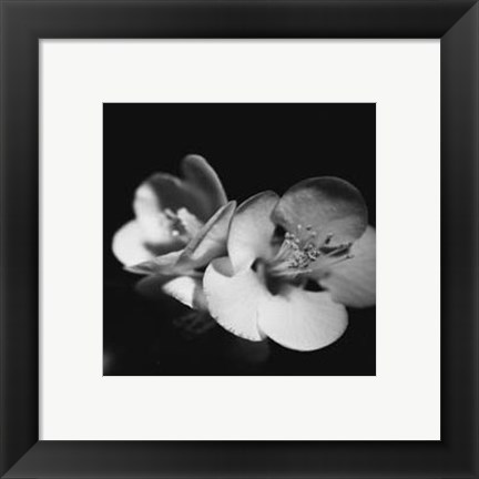 Framed Quince Blossoms IV Print