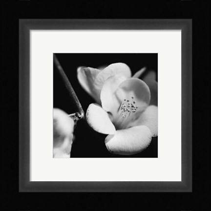 Framed Quince Blossoms V Print