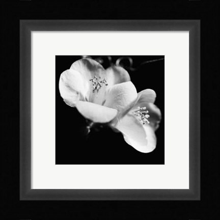 Framed Quince Blossoms VI Print