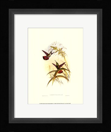Framed Small Gould Hummingbird I Print