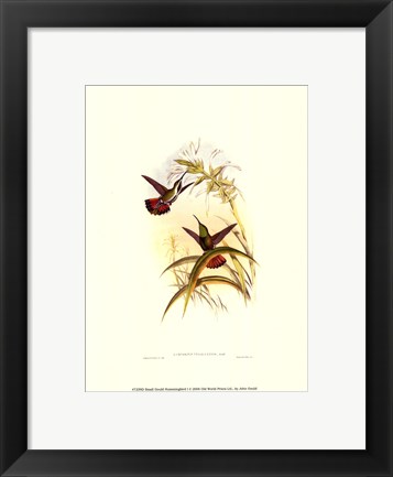 Framed Small Gould Hummingbird I Print
