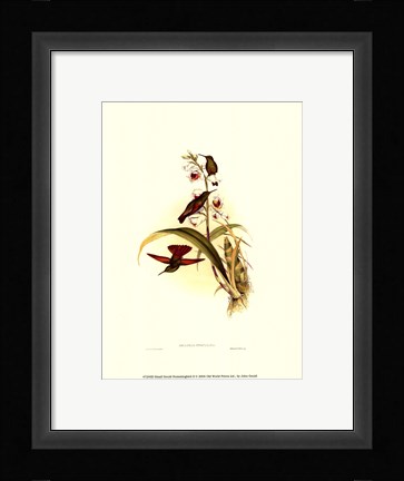 Framed Small Gould Hummingbird II Print