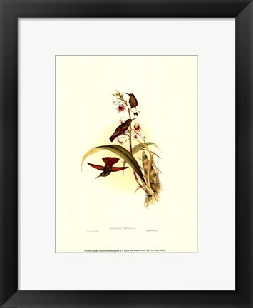 Framed Small Gould Hummingbird II Print