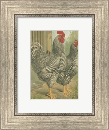 Framed Cassell&#39;s Roosters with Mat II Print