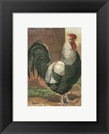 Framed Cassell&#39;s Roosters with Mat IV Print