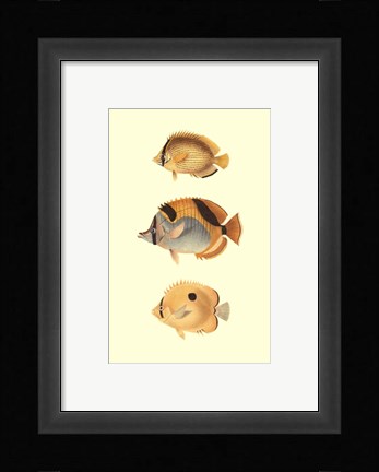 Framed Antique Tropical Fish I Print
