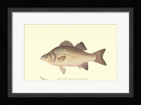Framed White Bass Print