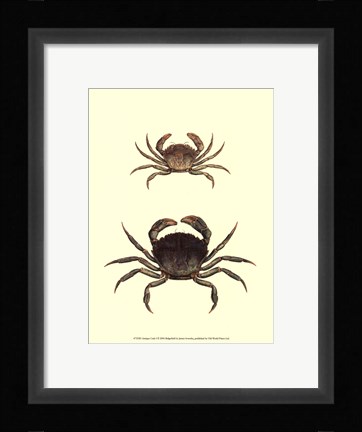 Framed Antique Crab I Print