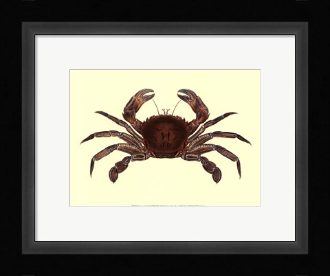 Framed Antique Crab II Print