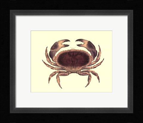 Framed Antique Crab IV Print