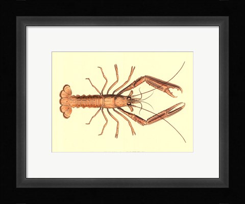 Framed Antique Lobster I Print