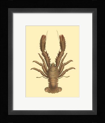 Framed Antique Lobster II Print