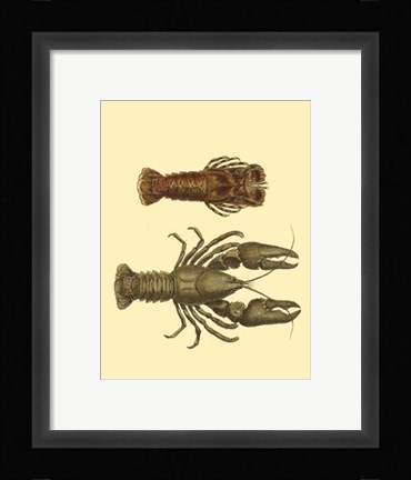 Framed Antique Lobster III Print