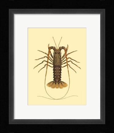Framed Antique Lobster IV Print