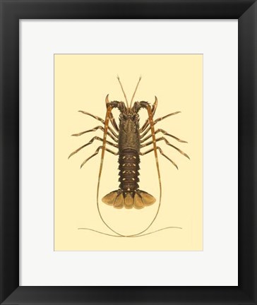 Framed Antique Lobster IV Print