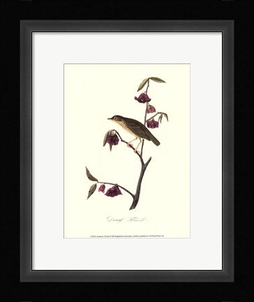 Framed Audubon's Thrush Print