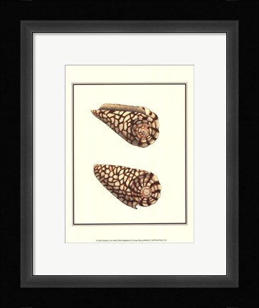 Framed Marbled Cone Shells Print