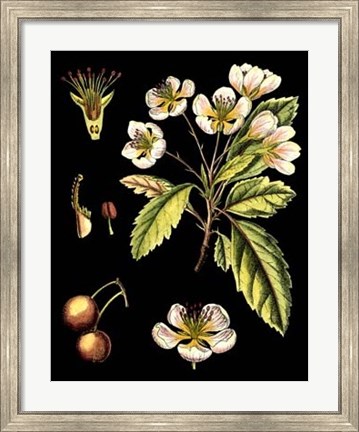 Framed Black Background Floral Studies I Print