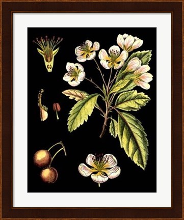 Framed Black Background Floral Studies I Print