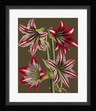 Framed Lush Amaryllis II Print