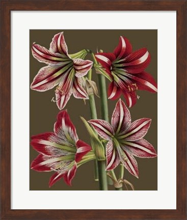 Framed Lush Amaryllis II Print