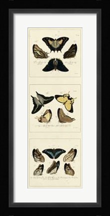 Framed Antique Butterfly Panel I Print