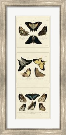 Framed Antique Butterfly Panel I Print