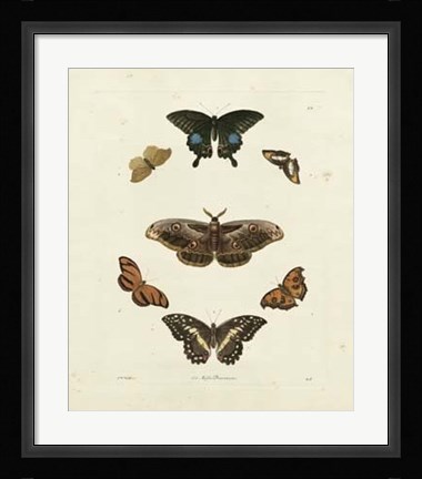 Framed Butterflies III Print