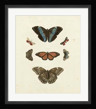 Framed Butterflies IV Print