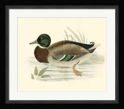 Framed Ducks I Print