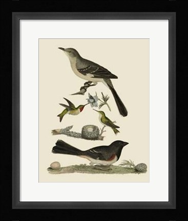 Framed Bird Family V Print