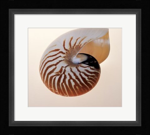 Framed Nautilus Print
