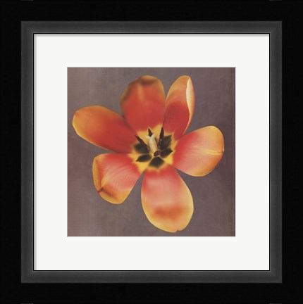 Framed Sunshine Tulip Print