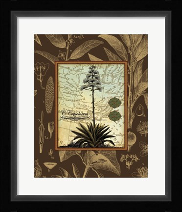 Framed C. Capsolorum Print
