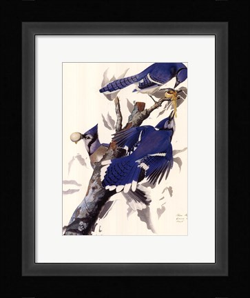 Framed Blue Jay Print