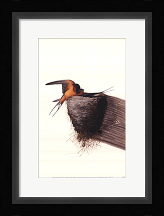 Framed Barn Swallow Print