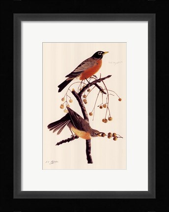 Framed American Robin Print