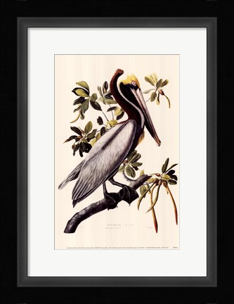 Framed Brown Pelican Print