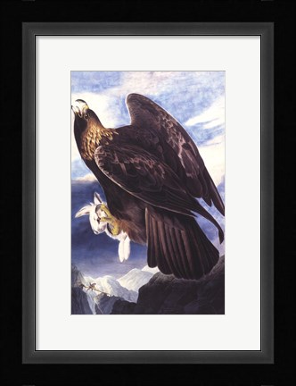 Framed Golden Eagle Print