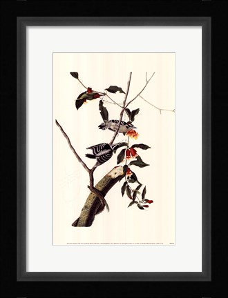 Framed Downy Woodpecker Print