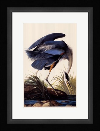 Framed Great Blue Heron Print