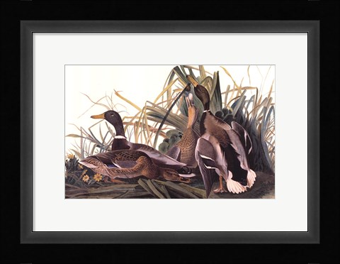 Framed Mallard Duck Print