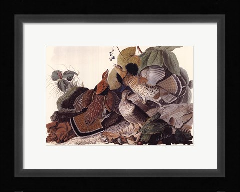 Framed Ruffed Grouse Print